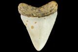 Fossil Megalodon Tooth - North Carolina #109041-2